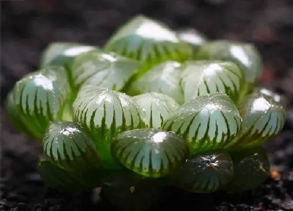 植物浇水|怎么知道玉露该浇水了 刚栽的多肉玉露浇水正确方法