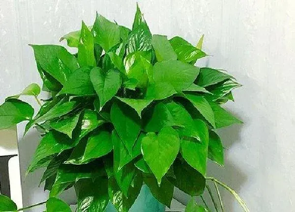 植物浇水|绿萝花怎么浇水方法