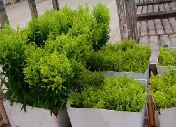 养殖方法|黄莺草怎么养长的好