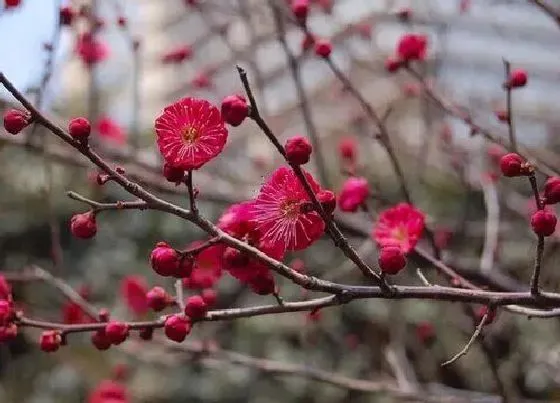 植物种类|什么梅花最好最贵（梅花哪个品种最珍贵最漂亮）