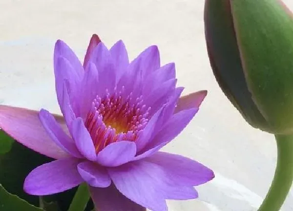 养殖方法|紫色睡莲怎么养才开花