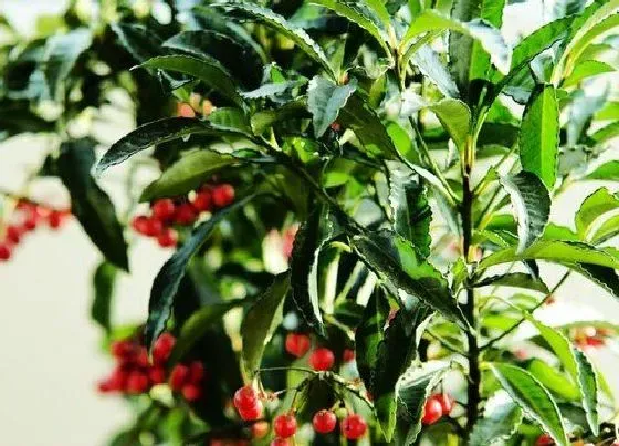 植物施肥|富贵子用什么肥料好