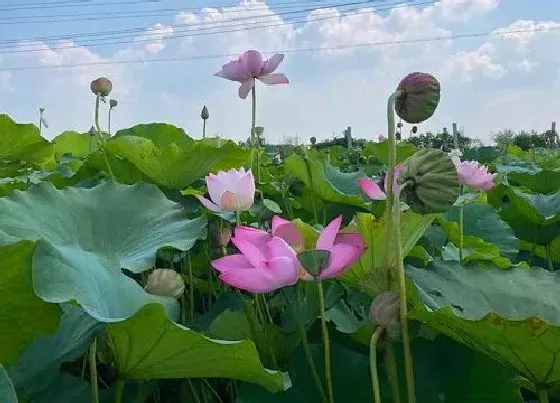 种植管理|荷花几月份种合适