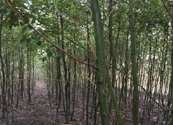 植物浇水|香樟冬天怎么浇水