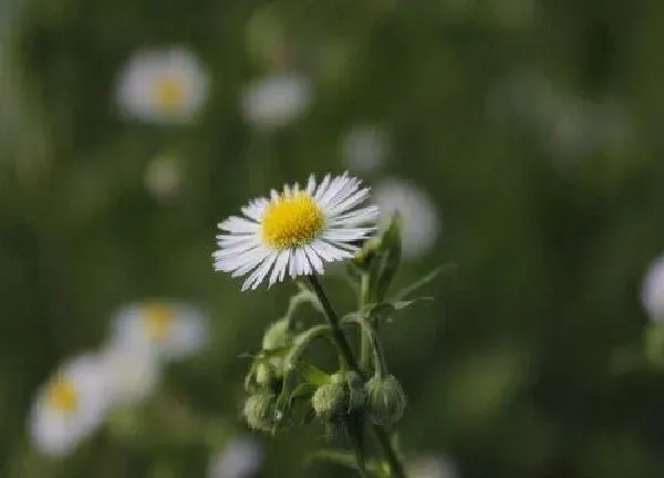 植物浇水|雏菊怎么浇水方法