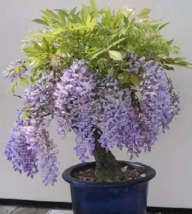 养殖方法|紫藤花养在室内怎么养殖开花多（如何养出漂亮的紫藤花）