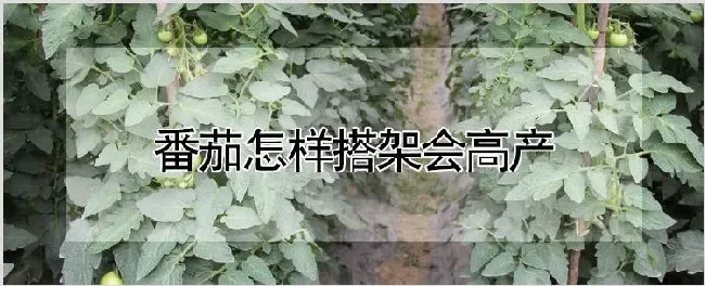 番茄怎样搭架会高产 | 自然知识