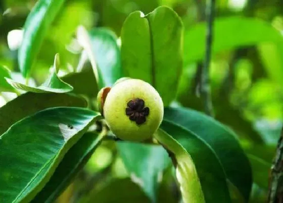 生长环境|山竹生长在哪里