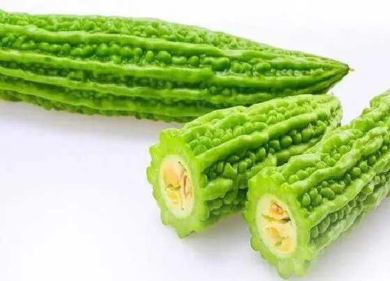 种植管理|苦瓜什么时候种植最好