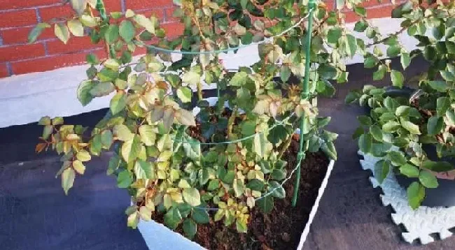 植物百科|蓝色物语月季花的优缺点（藤本月季蓝色物语值得入手吗）
