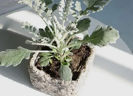 花期|银叶菊花期是什么时候
