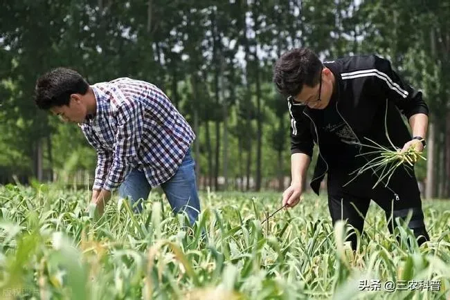 种植管理|怎样才能让蒜头长的大，用什么药可使蒜头膨大）