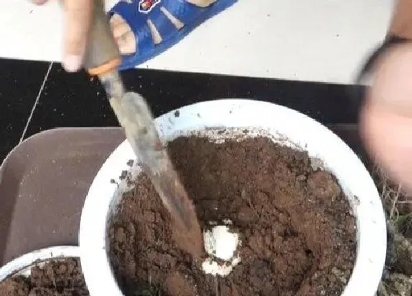 植物浇水|臭鸡蛋浇花有什么好处和坏处 怎样发酵成有机肥