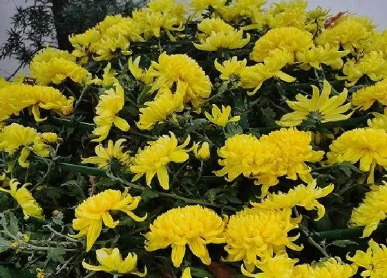 植物百科|菊花是花吗 是什么植物类别