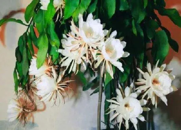 养殖科普|昙花喜不喜欢阳光