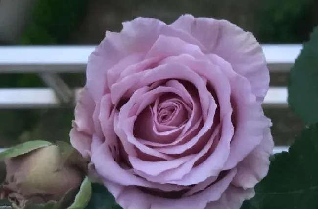 植物百科|蓝色物语月季花的优缺点（藤本月季蓝色物语值得入手吗）
