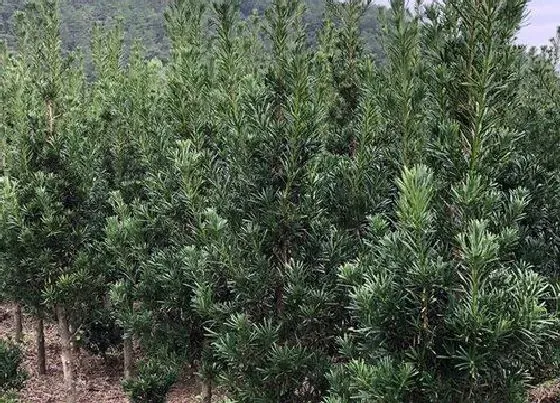 种植土壤|罗汉松配土方法与种植土壤