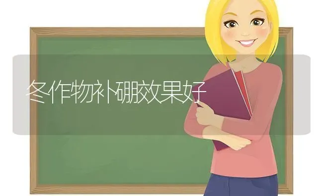 冬作物补硼效果好 | 瓜果种植