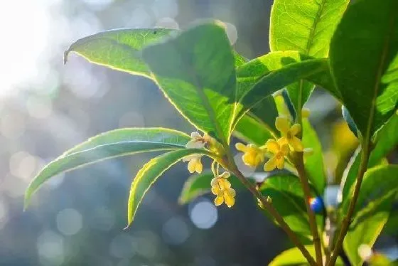 掉叶子|桂花树冬天落叶吗 冬季掉叶是怎么回事