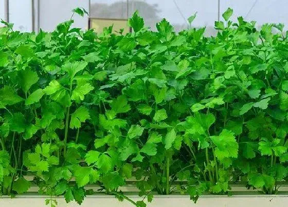 植物施肥|香菜底肥用什么肥料好 底肥施肥作用与方法