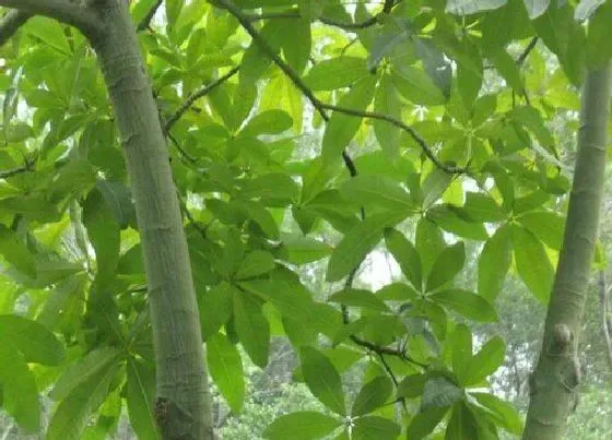 叶子发黄|瓜栗叶子发黄怎么办