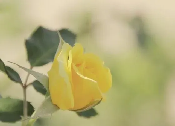 植物寓意|十一朵黄玫瑰的花语是什么意思 代表的准确意思