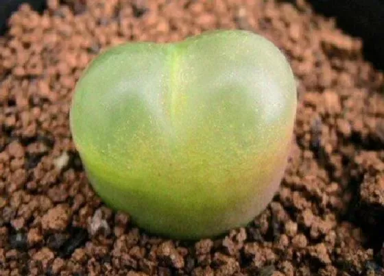 种植土壤|毛汉尼配土方法与种植土壤