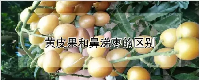 黄皮果和鼻涕枣的区别 | 自然知识