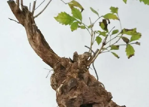 植物移栽|黄荆盆景上盆时间与养护方法