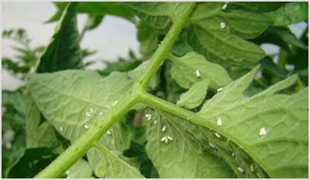 夏季棚室白粉虱的综合防治工作要点 | 种植病虫害