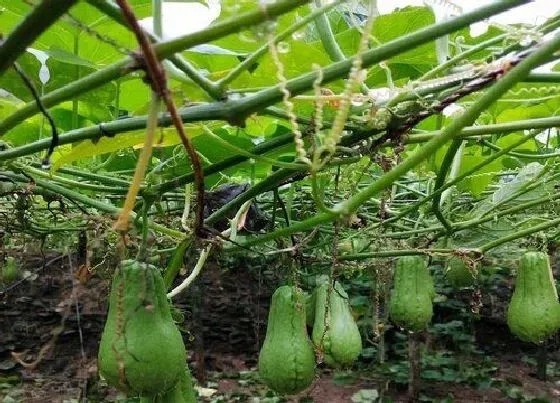 植物百科|佛手瓜是多年生还是一年生植物