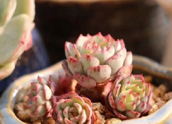 植物移栽|多肉夏天换盆注意事项 给多肉植物换盆步骤（详解）