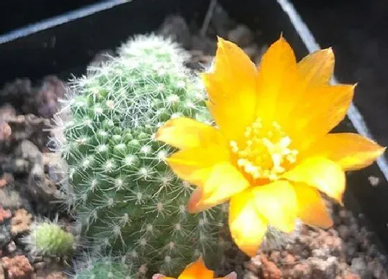 植物百科|仙人球开花吗 开花什么样子