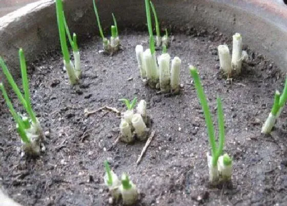 植物施肥|葱苗施什么肥最好