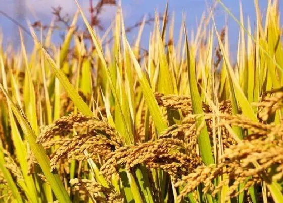 植物百科|水稻和小麦都是大米吗（水稻小麦有什么区别图片）