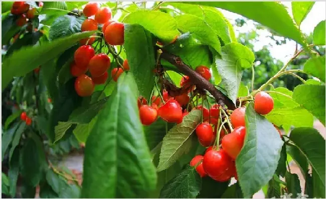 樱桃怎么防治果蝇？防治药剂打什么 | 种植技术