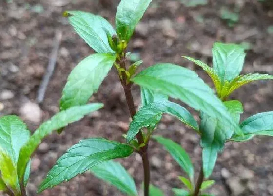 植物播种|风铃花什么时候播种合适