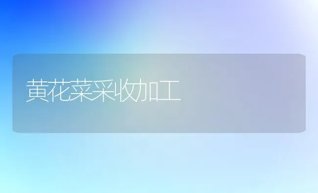 黄花菜采收加工 | 蔬菜种植