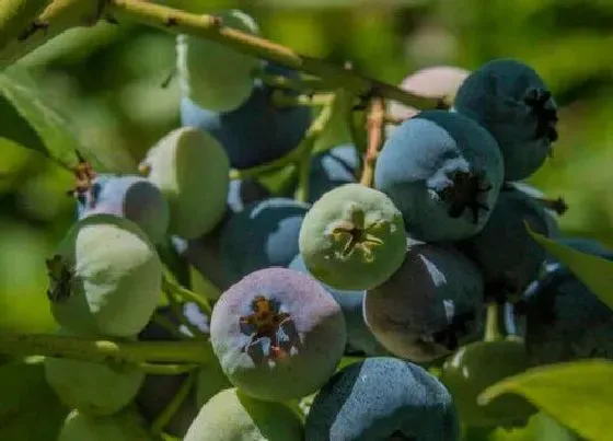 果实成熟|蓝莓什么季节成熟上市 成熟季节是几月份