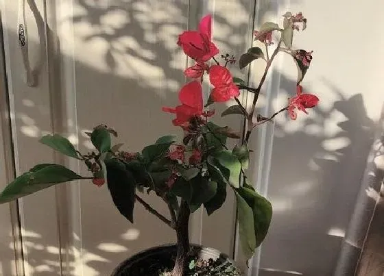 植物百科|三角梅对人身体有害吗