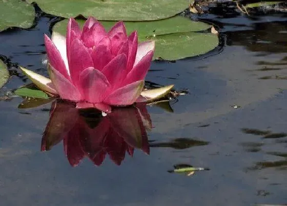 植物毒性|水莲花有毒吗 可以放在室内养吗
