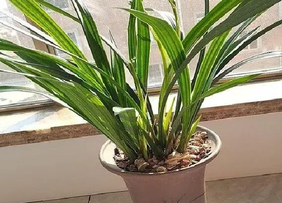 植物寓意|兰花的风水寓意和摆放位置
