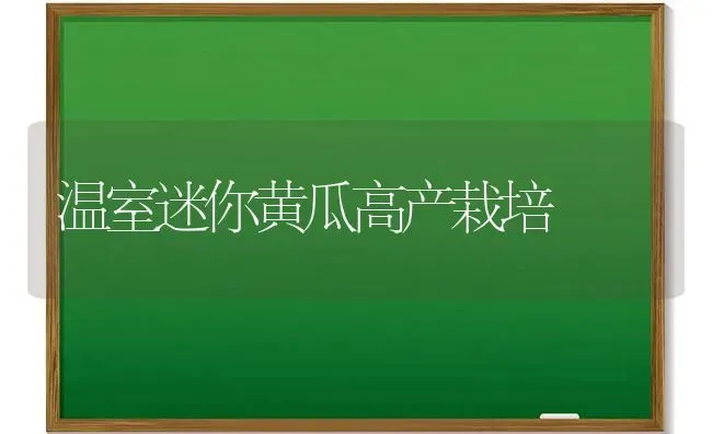 温室迷你黄瓜高产栽培 | 蔬菜种植