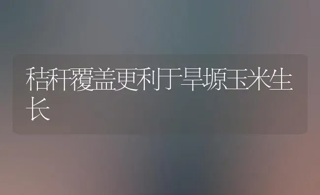 秸秆覆盖更利于旱塬玉米生长 | 粮油作物种植