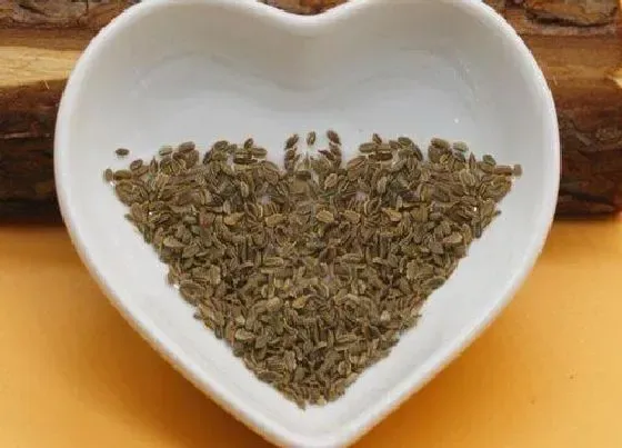 植物百科|胡萝卜有种子吗 种子怎么种植