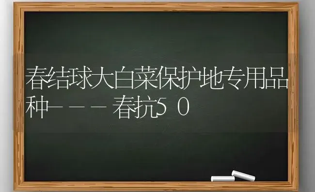 春结球大白菜保护地专用品种---春抗50 | 蔬菜种植