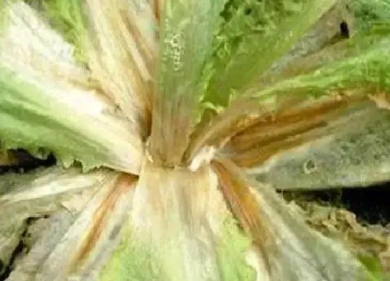 食用科普|油麦菜可以生吃吗