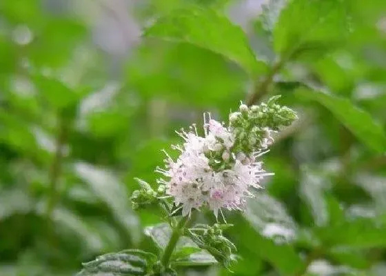 冬天植物|薄荷冬天会冻死吗 冬季温度低会不会冻死