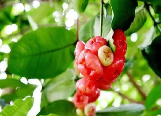 植物修剪|莲雾树什么时候剪枝合适