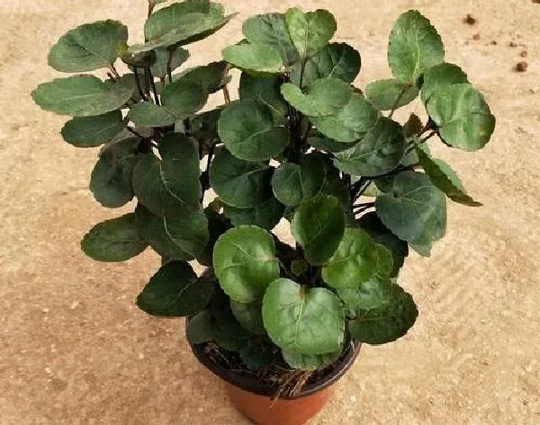 植物浇水|金钱兜浇水时间和正确方法